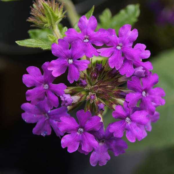 Home Garden Flower Seed Collection