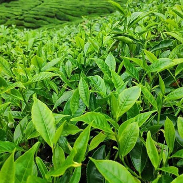 Home Tea Garden Seeds