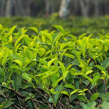 Home Tea Garden Seeds