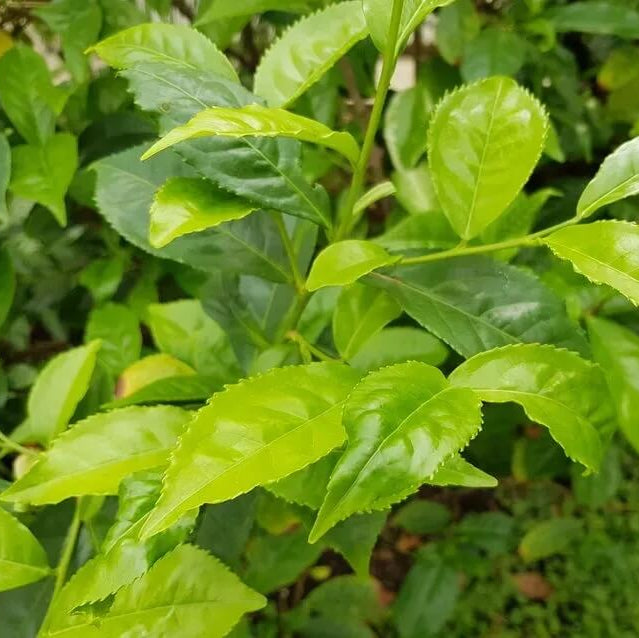 Home Tea Garden Seeds