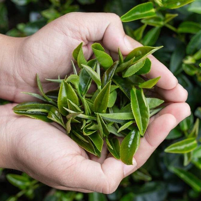 Home Tea Garden Seeds