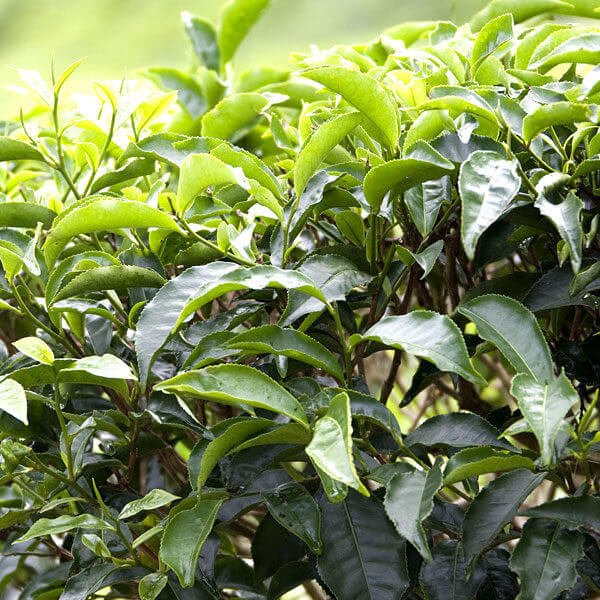 Home Tea Garden Seeds