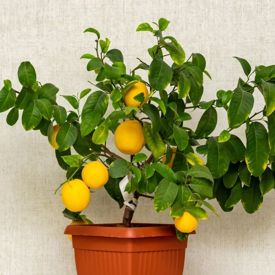 Homegrown Citrus Seeds