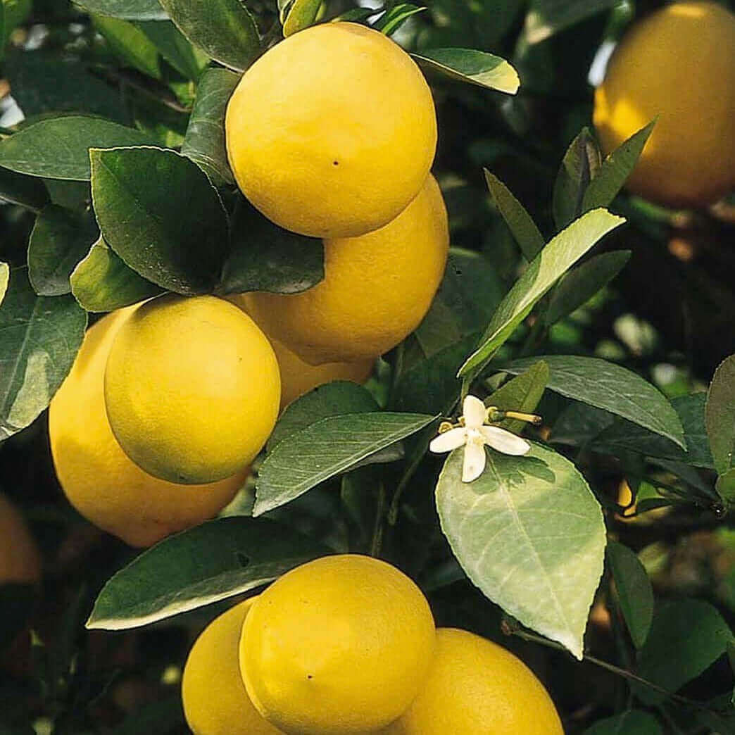 Homegrown Citrus Seeds