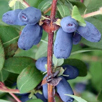 Honeyberry Seeds – Blue Honeysuckle