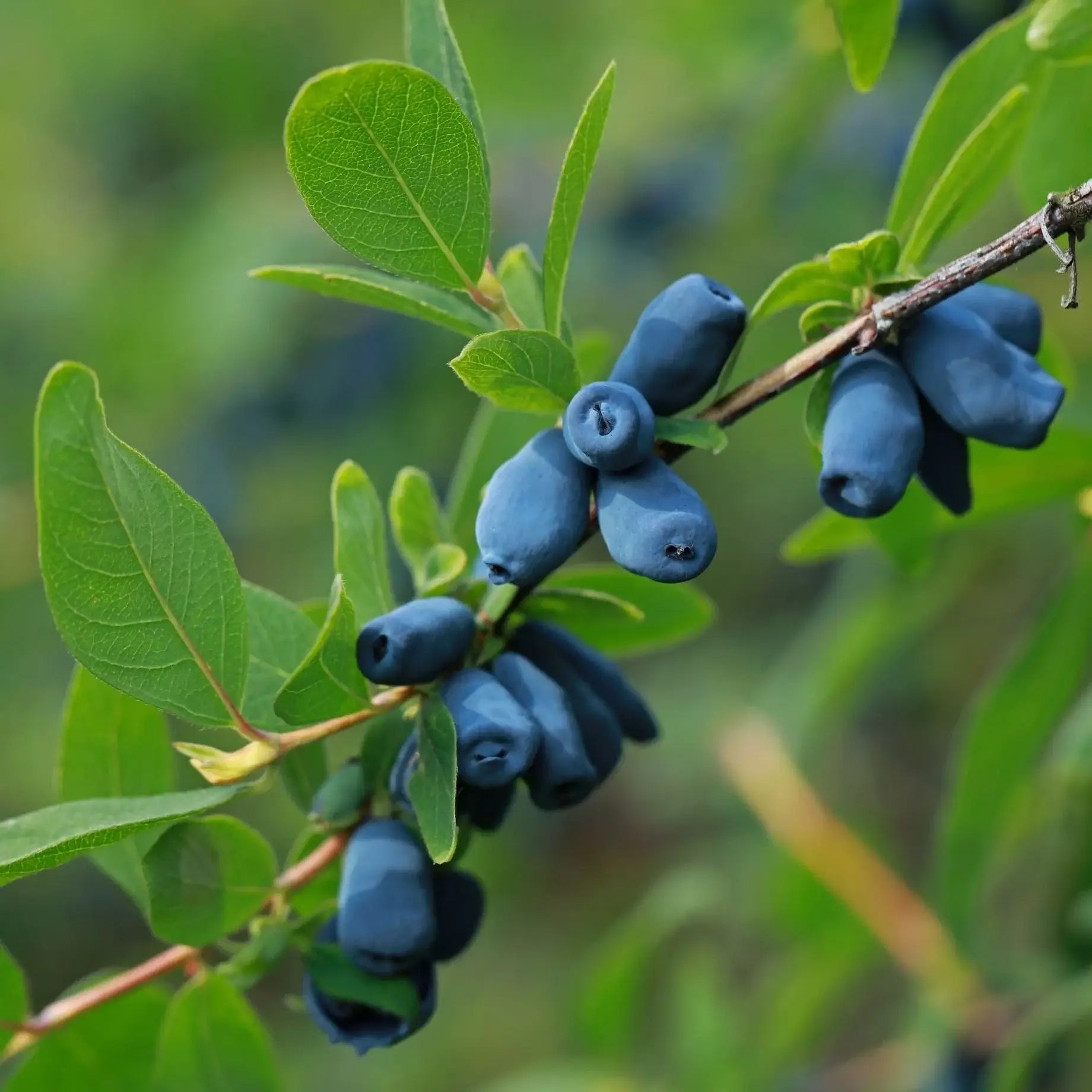 Honeyberry Seeds – Blue Honeysuckle