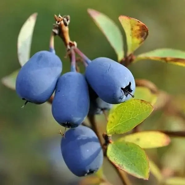 Honeyberry Seeds – Blue Honeysuckle