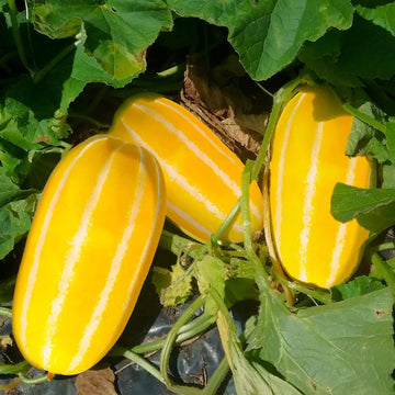Honeydew Melon Seeds – Canary