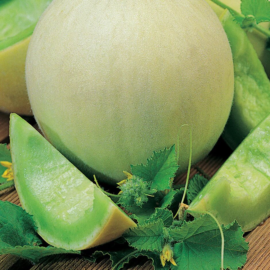 Honeydew Melon Seeds – Cucumis melo