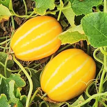 Honeydew Melon Seeds – Canary