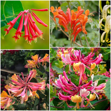 Honeysuckle Seeds - All In One For Home Gardens