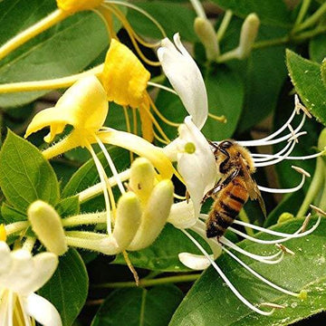 Honeysuckle Seeds - All In One For Home Gardens