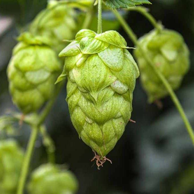 Hops Seeds - Dorado