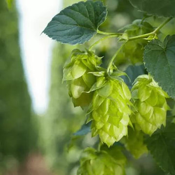 Hops Seeds - Khaki Green