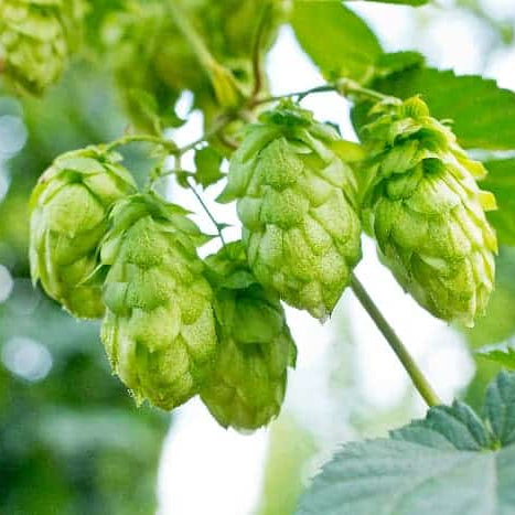 Hops Seeds - Dorado