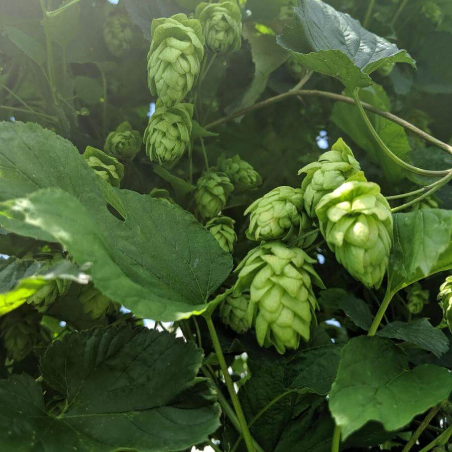 Hops Seeds - All In One For Home Gardens