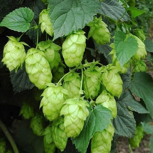 Hops Seeds - All In One For Home Gardens