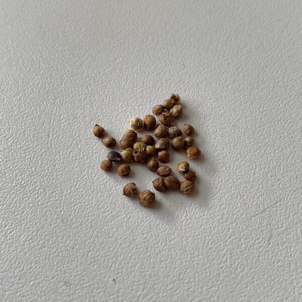 Hops Seeds - All In One For Home Gardens