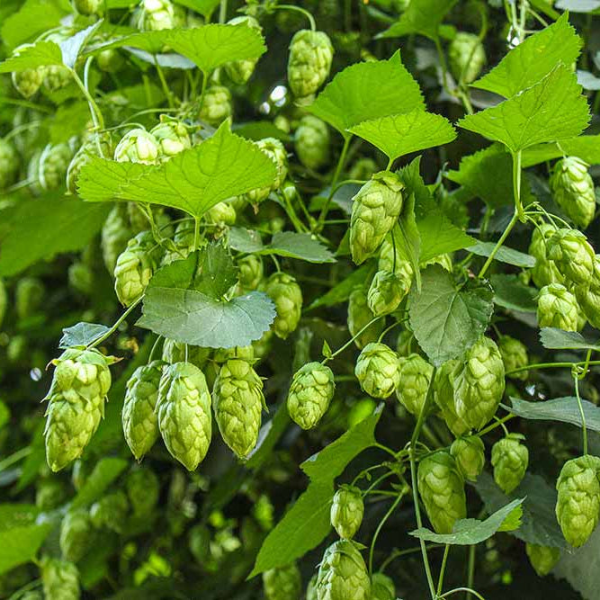 Hops Seeds - Dorado