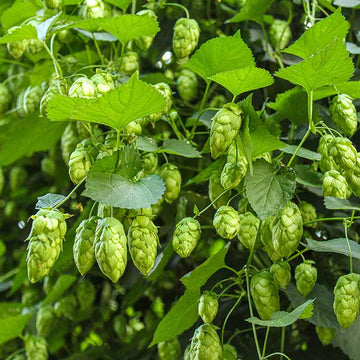 Hops Seeds - Dorado