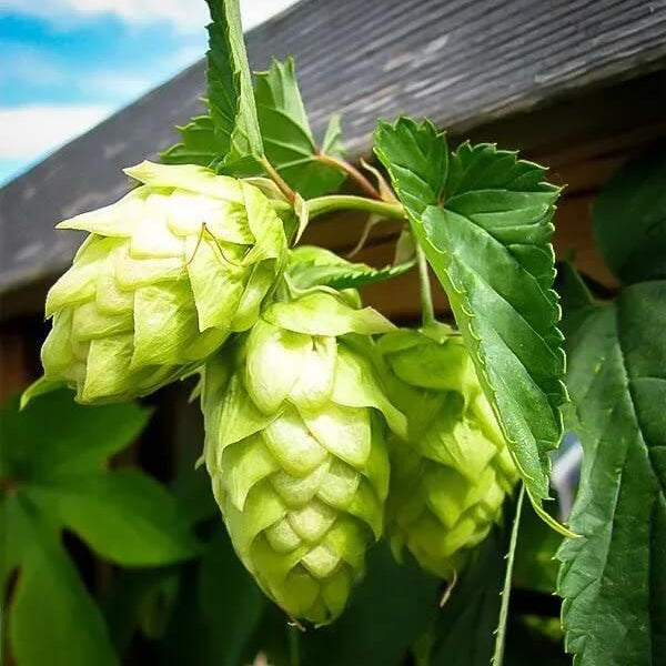 Hops Seeds - Light Green