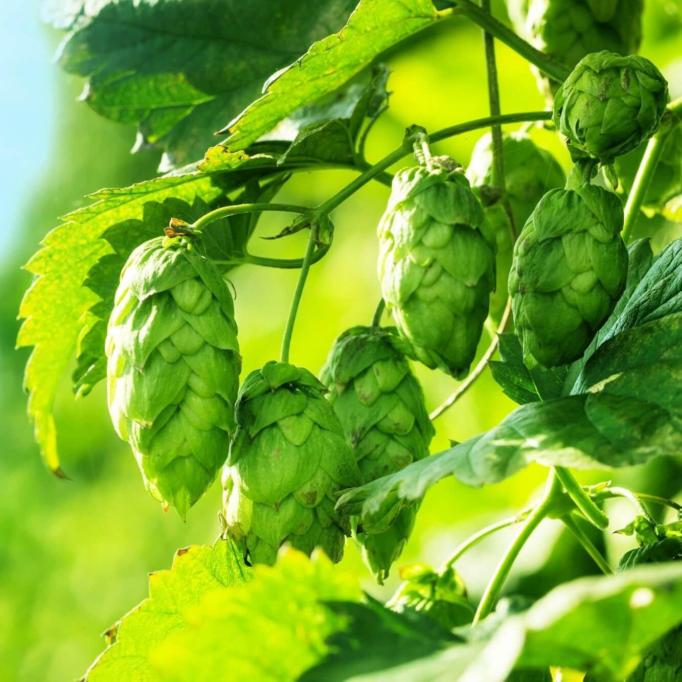 Hops Seeds - Green