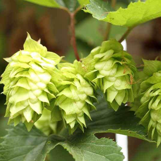Hops Seeds - Light Green