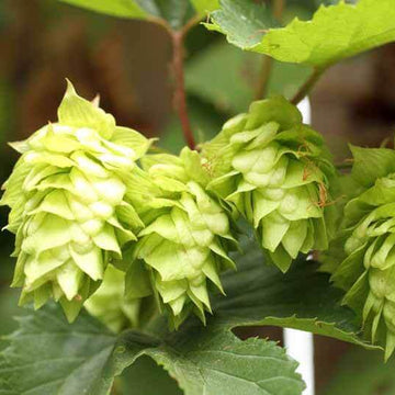 Hops Seeds - Light Green