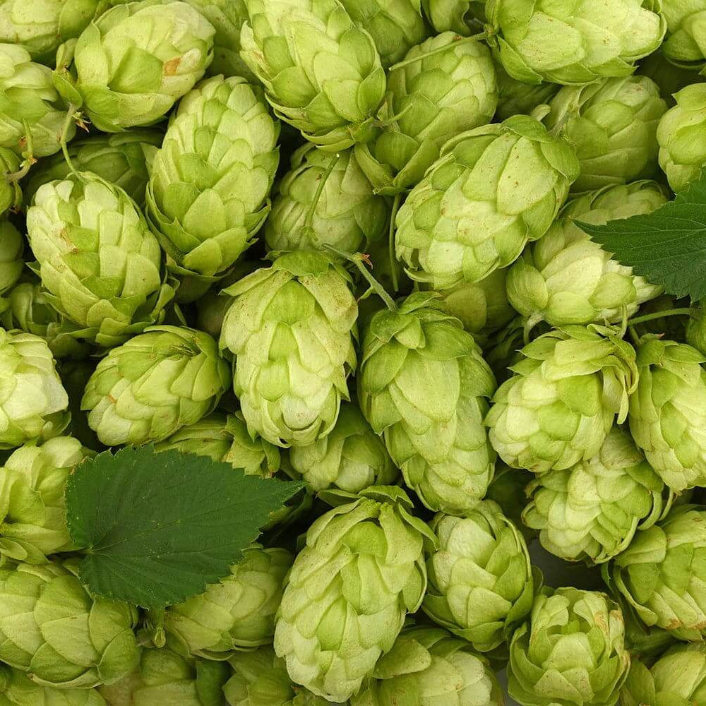 Hops Seeds - Green