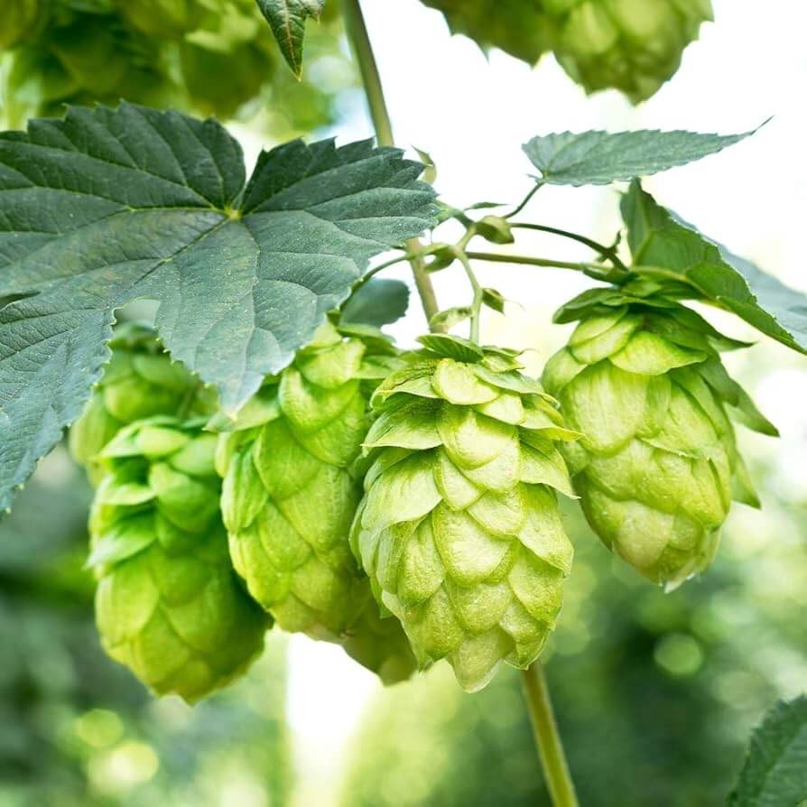 Hops Seeds - Light Green
