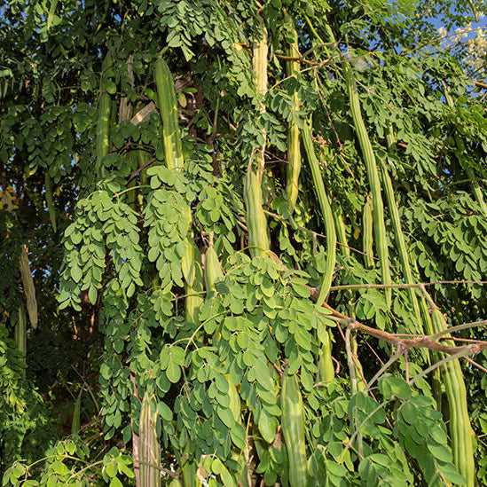Horseradish Tree Seeds - Herbal Plant