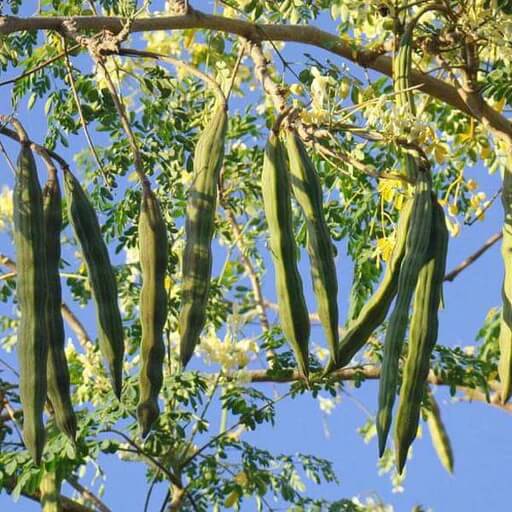 Horseradish Tree Seeds - Herbal Plant