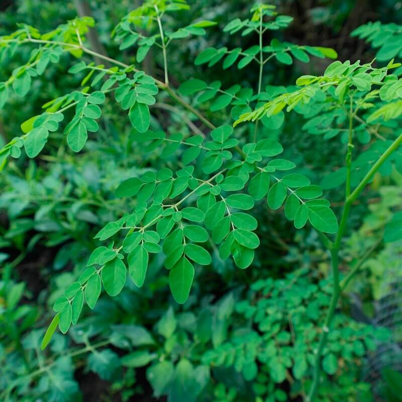 Horseradish Tree Seeds - Herbal Plant