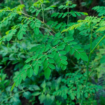 Horseradish Tree Seeds - Herbal Plant