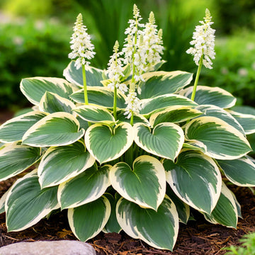 HostaSeeds_Lily