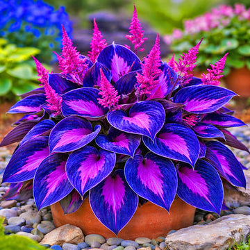 HostaSeeds_PurpleBlackShade