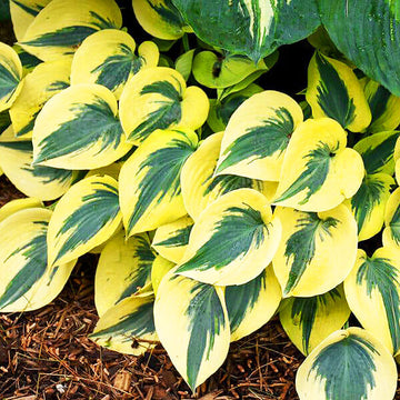 Hosta Seeds – Autumn Frost