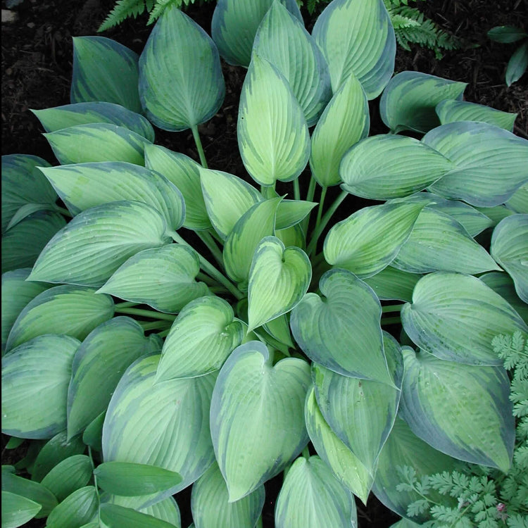 Hosta Perennial Seeds - Flower Plant