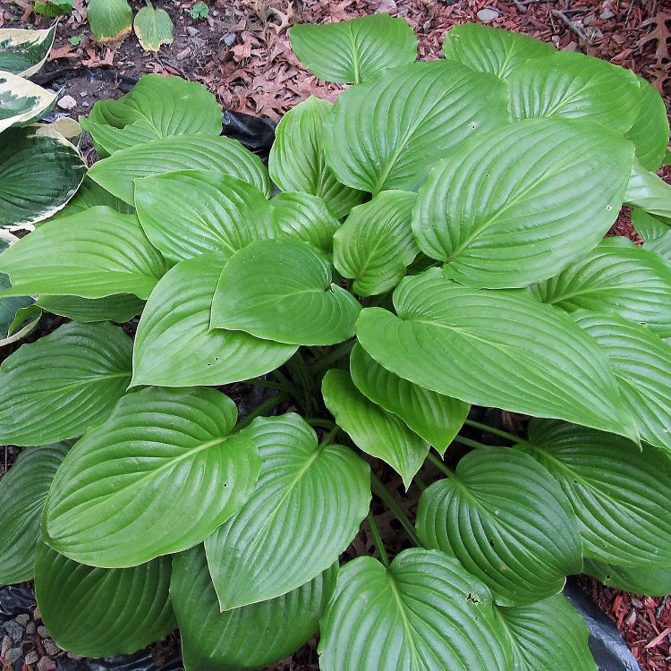 Hosta Perennial Seeds - Flower Plant