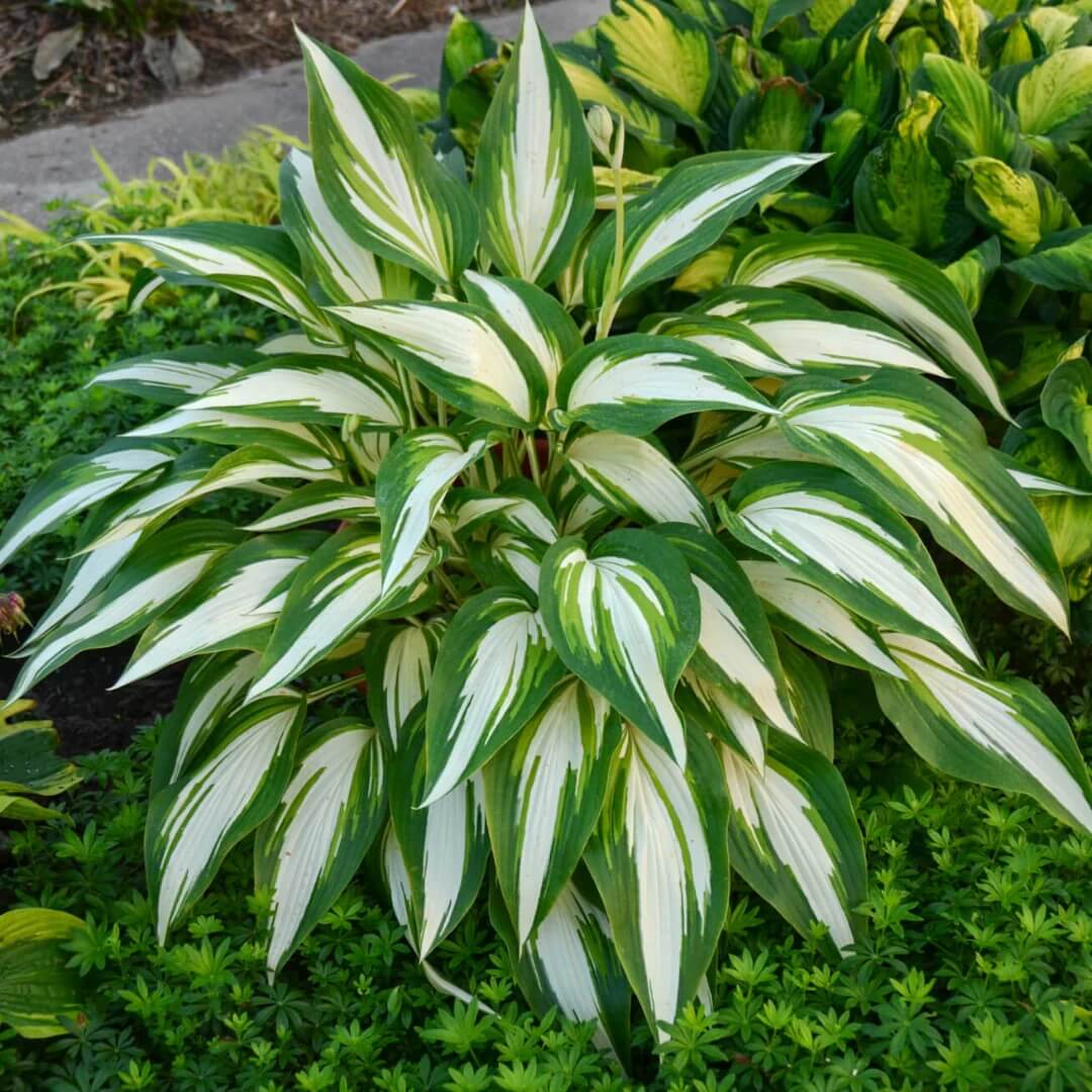 Hosta Perennial Seeds - Flower Plant
