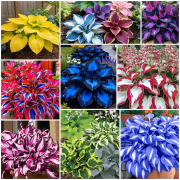 Hosta Seeds - All In One For Home Gardens