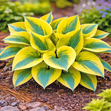 Hosta Seeds – Autumn Frost