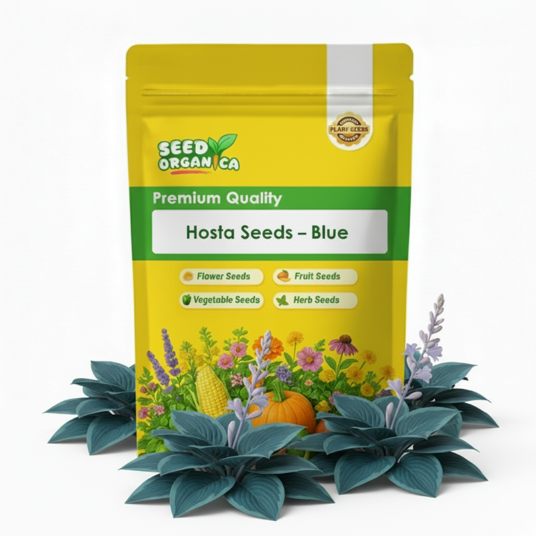 Hosta Seeds –  Blue