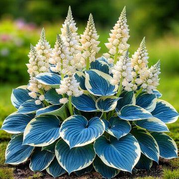 Hosta Seeds –  Blue