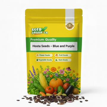 Hosta Seeds –  Blue and Purple