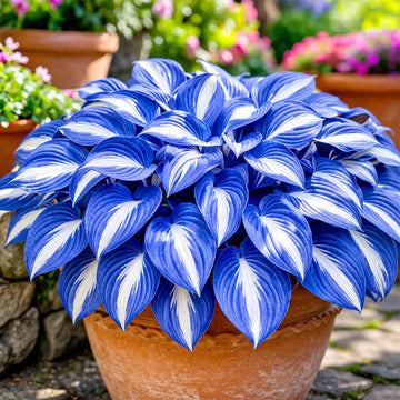 Hosta Seeds – Blue and White