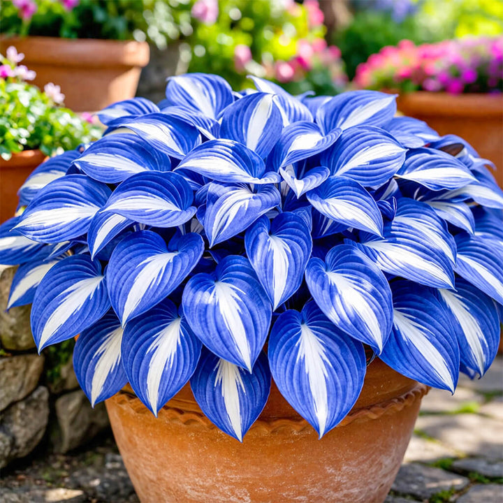 Hosta Seeds for Sale | Buy for Shade Gardens