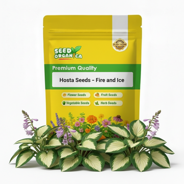Hosta Seeds – Fire and Ice
