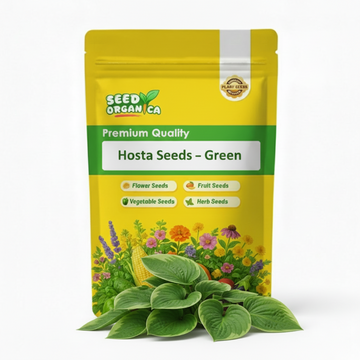 Hosta Seeds –  Green