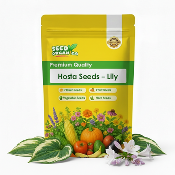 Hosta Seeds – Lily